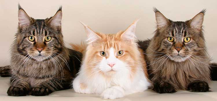 Три кота мейн-куна