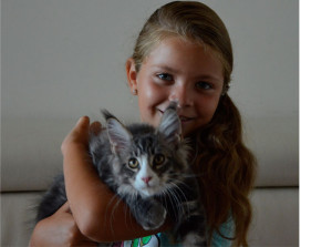 Котенок мейн-кун с девочкой