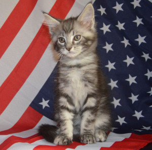 Американский котенок мейн-кун