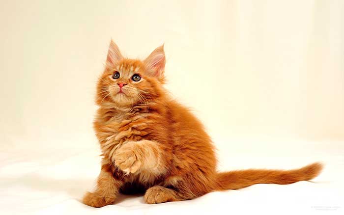 Рыжий котенок мейн-кун