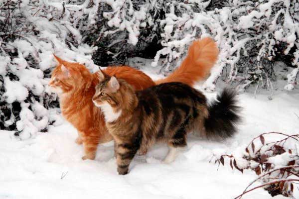 Рыжий кот и кошка в зимнем лесу