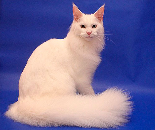 Белая кошка на синем фоне