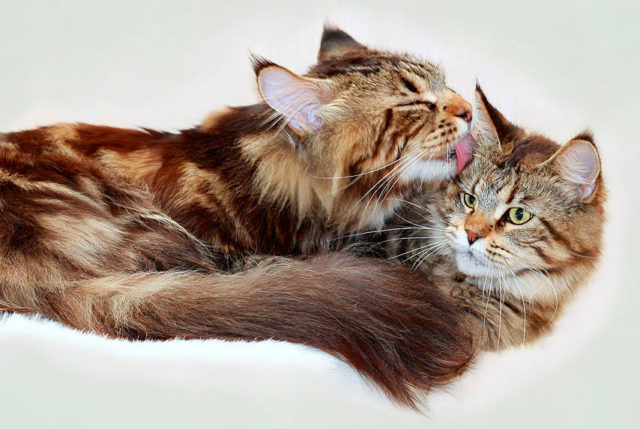 кот и кошка куны