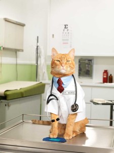 Главный кошачий доктор