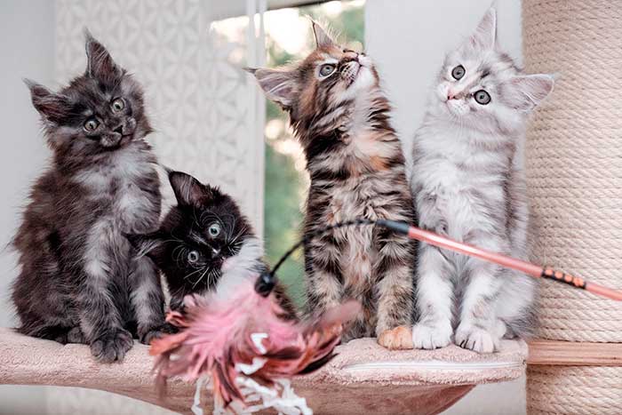 Четыре котенка мейн-кун