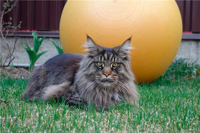 Кот на лужайку с желтым мячом