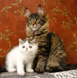 Кот мейн-кун и персидский котенок