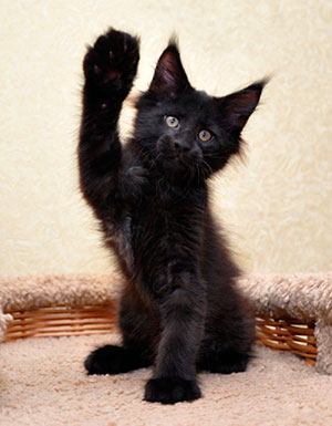 Черныйц котенок машет лапой