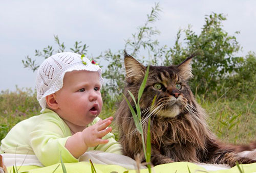 Кот с ребенком