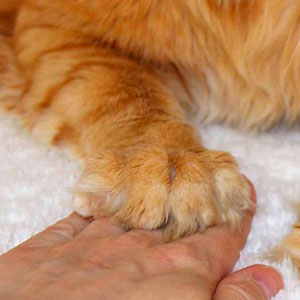 Лапа кота и рука человека