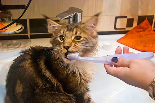 Котенок чистит зубы