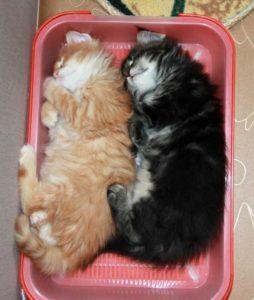 Котята спят в лотке