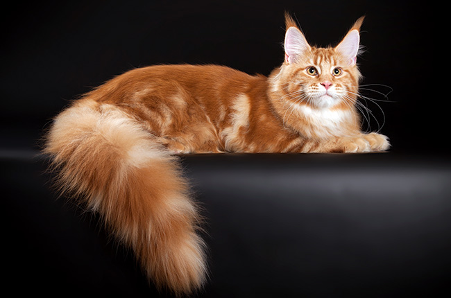 Фото рыжий мейн-кун: отличное качество фото и красавцы коты