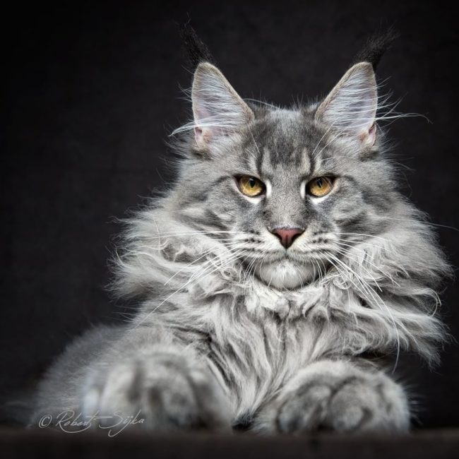 Мейн-кун одна из самых больших пород кошках в мире